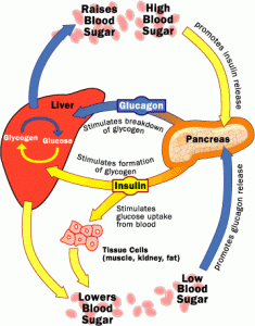 what is a normal glucose level what is a normal glucose level