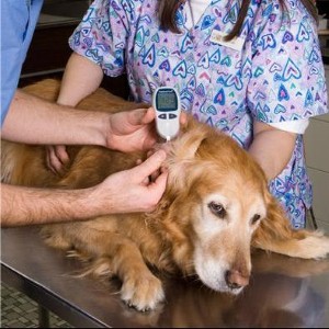 Canine Diabetes Diet Canine Diabetes Diet